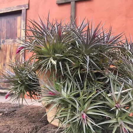 Haciendas Del Valle - Kentias