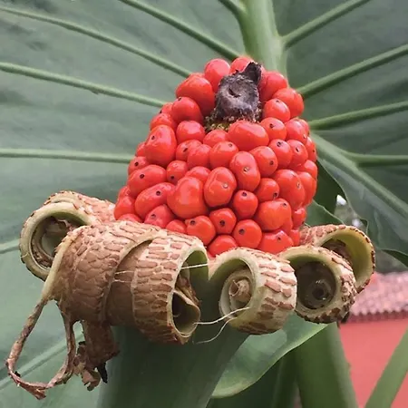 Haciendas Del Valle - Kentias *