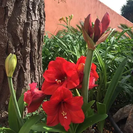 Haciendas Del Valle - Kentias Landhaus Valle de Guerra