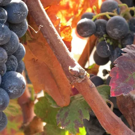 בית כפרי Haciendas Del Valle - Kentias