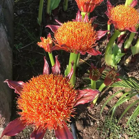 Haciendas Del Valle - Kentias *