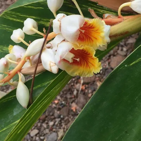 Haciendas Del Valle - Kentias *