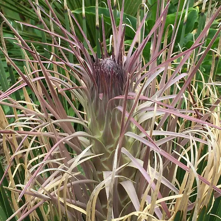 Haciendas Del Valle - Kentias *