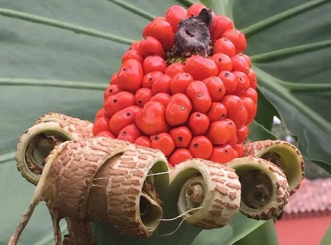 Haciendas Del Valle - Kentias *