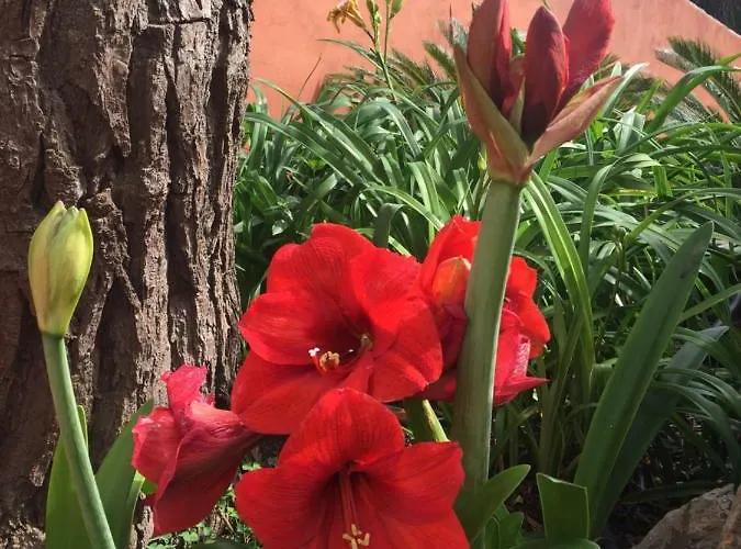 Haciendas Del Valle - Kentias Gospodarstwo wiejskie Valle de Guerra