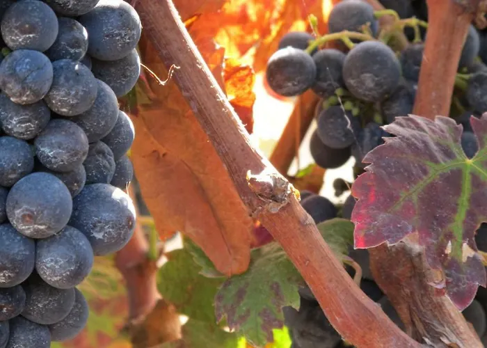 乡村民宿 海赛达德瓦丽螺斯肯雅乡村民宿