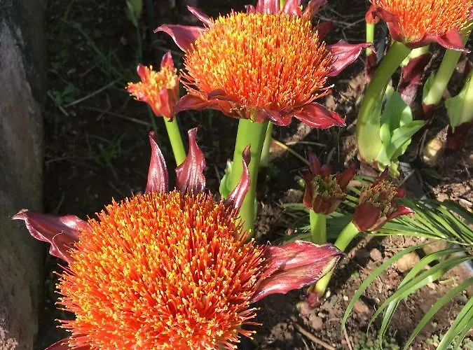 海赛达德瓦丽螺斯肯雅乡村民宿 *