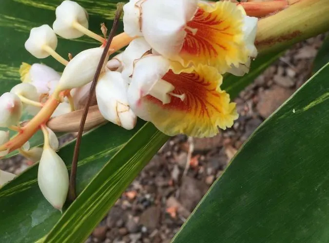 Haciendas Del Valle - Kentias *