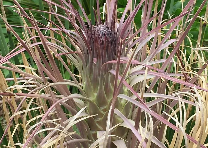 Haciendas Del Valle - Kentias *