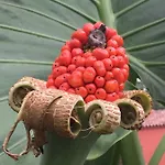 Haciendas Del Valle - Kentias *