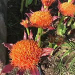 Haciendas Del Valle - Kentias *