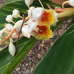 Haciendas Del Valle - Kentias *