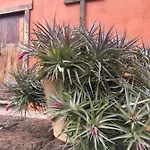 Haciendas Del Valle - Kentias