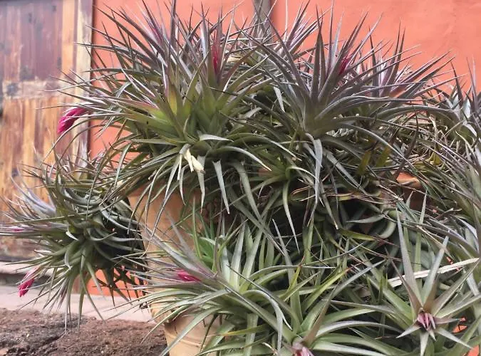 Haciendas Del Valle - Kentias